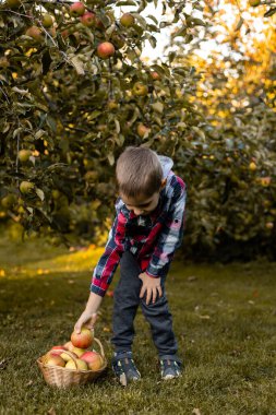 Bahçedeki bir çocuk sepetteki elmaları topluyor. Kırsal kesimde çocukluk. Elma suyu. Yüksek kalite fotoğraf