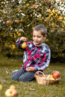 Bahçedeki bir çocuk sepetteki elmaları topluyor. Kırsal kesimde çocukluk. Elma suyu. Yüksek kalite fotoğraf