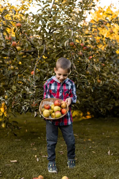 Bahçedeki bir çocuk sepetteki elmaları topluyor. Kırsal kesimde çocukluk. Elma suyu. Yüksek kalite fotoğraf