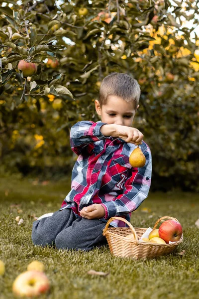 Bahçedeki Bir Çocuk Sepetteki Elmaları Topluyor Kırsal Kesimde Çocukluk Elma — Stok fotoğraf