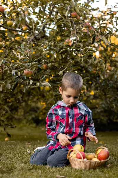 Bahçedeki bir çocuk sepetteki elmaları topluyor. Kırsal kesimde çocukluk. Elma suyu. Yüksek kalite fotoğraf