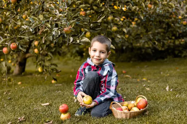 Ein Junge Garten Pflückt Äpfel Einem Korb Kindheit Auf Dem — Stockfoto