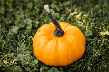 Çimenlerde portakallı balkabağı. Balkabağı lapası. Cadılar Bayramı. Yüksek kalite fotoğraf