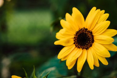 Ayçiçeği mavi bir gökyüzünde çiçek açar. Dekoratif ayçiçeği. Ayçiçeği yağı üretimi. Yüksek kalite fotoğraf