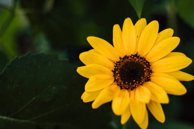 Ayçiçeği mavi bir gökyüzünde çiçek açar. Dekoratif ayçiçeği. Ayçiçeği yağı üretimi. Yüksek kalite fotoğraf