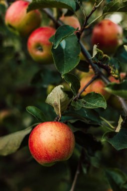 Bahçedeki bir dalda kırmızı bir elma. Elma yetiştiriyorum. Şehir dışında sonbahar günü. Yüksek kalite fotoğraf