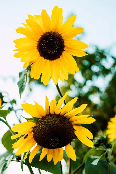 Sunflower blooms against a blue sky. Decorative sunflower. Production of sunflower oil. High quality photo