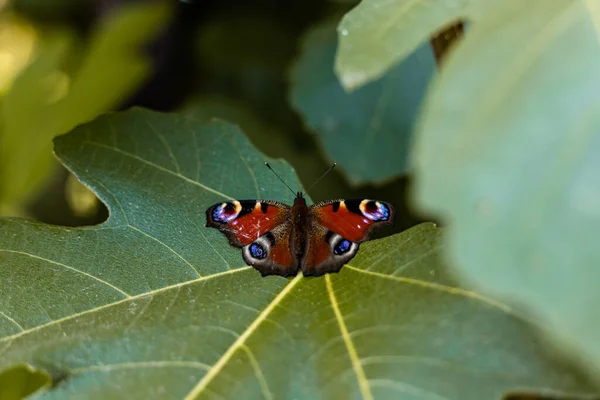 A butterfly sits on fig leaves. Wildlife, animal welfare. High quality photo