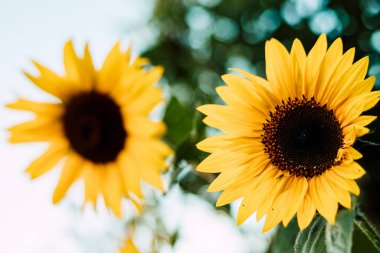 Ayçiçeği mavi bir gökyüzünde çiçek açar. Dekoratif ayçiçeği. Ayçiçeği yağı üretimi. Yüksek kalite fotoğraf