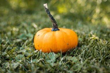 Çimenlerde portakallı balkabağı. Balkabağı lapası. Cadılar Bayramı. Yüksek kalite fotoğraf