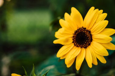 Ayçiçeği mavi bir gökyüzünde çiçek açar. Dekoratif ayçiçeği. Ayçiçeği yağı üretimi. Yüksek kalite fotoğraf