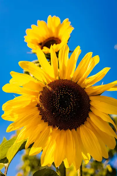 Sunflower blooms against a blue sky. Decorative sunflower. Production of sunflower oil. High quality photo