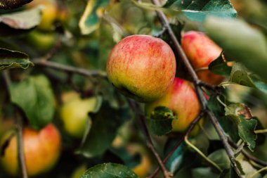 Bahçedeki bir dalda kırmızı bir elma. Elma yetiştiriyorum. Şehir dışında sonbahar günü. Yüksek kalite fotoğraf