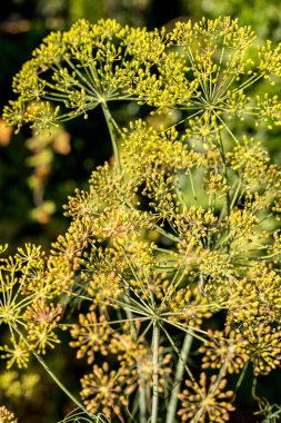Ayçiçeği mavi bir gökyüzünde çiçek açar. Dekoratif ayçiçeği. Ayçiçeği yağı üretimi. Yüksek kalite fotoğraf