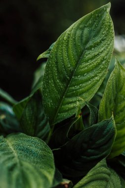Tencerede tropik bir çiçek. Kapalı alandaki bitki hastalıkları, sarı yapraklar. Yüksek kalite fotoğraf
