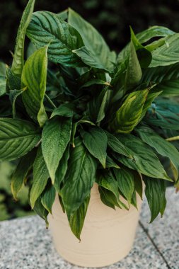 Tencerede tropik bir çiçek. Kapalı alandaki bitki hastalıkları, sarı yapraklar. Yüksek kalite fotoğraf
