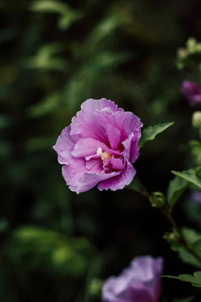Purple hibiscus. Blooming flower on a shrub in the garden. High quality photo