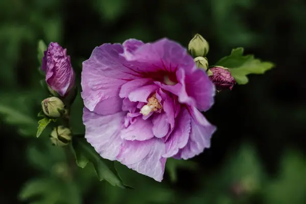 Purple hibiscus. Blooming flower on a shrub in the garden. High quality photo