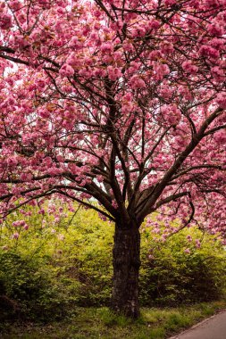 Sakura Sokağı. Parkta çiçek açan gül ağaçları. Bahar doğası. Yüksek kalite fotoğraf