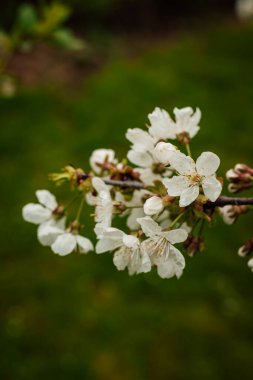 Yeşilliğin arka planında çiçek açan beyaz bir kiraz ağacının dalı. Çiçekli bahar bahçesi. Yüksek kalite fotoğraf