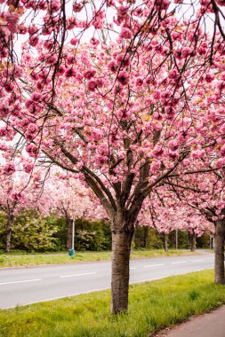 Sakura Sokağı. Parkta çiçek açan gül ağaçları. Bahar doğası. Yüksek kalite fotoğraf