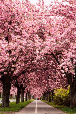 Sakura Sokağı. Parkta çiçek açan gül ağaçları. Bahar doğası. Yüksek kalite fotoğraf
