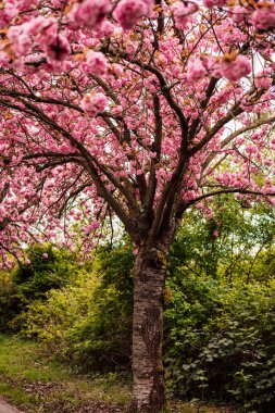 Sakura Sokağı. Parkta çiçek açan gül ağaçları. Bahar doğası. Yüksek kalite fotoğraf