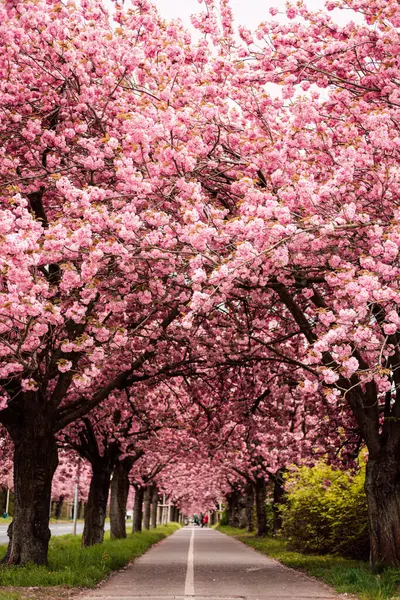 Аллея Сакуры Цветущие Розы Парке Весна Природа Высокое Качество Фото Стоковое Изображение