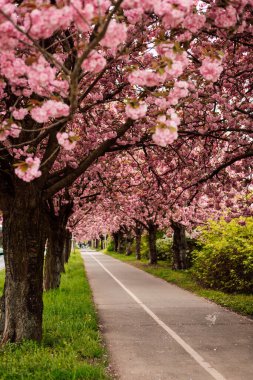 Pembe, lüks kiraz çiçekleri. Bahçede ilkbahar kiraz çiçekleri. Yüksek kalite fotoğraf