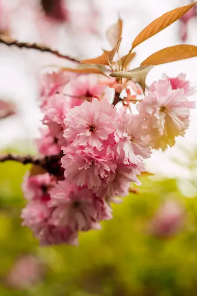 Розовый Роскошный Цветок Вишни Весенний Цветок Вишни Саду Высокое Качество Лицензионные Стоковые Фото