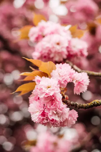 Розовый Роскошный Цветок Вишни Весенний Цветок Вишни Саду Высокое Качество Стоковая Картинка