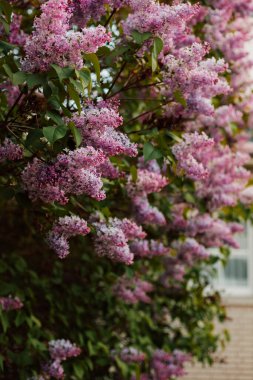 Bahçede açan güzel mor bir leylak çalısı. Bahar çiçekli çalılar. Yüksek kalite fotoğraf