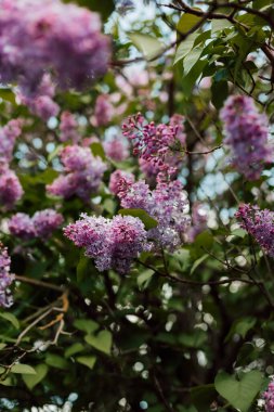 Bahçede açan güzel mor bir leylak çalısı. Bahar çiçekli çalılar. Yüksek kalite fotoğraf