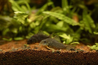 Akvaryumdaki sarı balık. Evde akvaryum var. Ruhun hobisi. Yüksek kalite fotoğraf