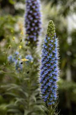 Seradaki güzel mavi egzotik çiçek. Yüksek kalite fotoğraf