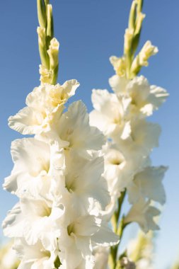 Mavi gökyüzüne karşı beyaz gladioli. Tarlada satılık gladioli yetiştiriyorum. Yüksek kalite fotoğraf