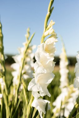 Beyaz gladioli sahada. Büyüyen gladiolus. Satılık Gladiolus. Yüksek kalite fotoğraf