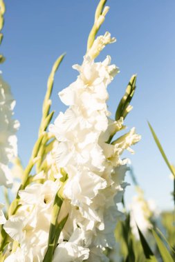 Mavi gökyüzüne karşı beyaz gladioli. Tarlada satılık gladioli yetiştiriyorum. Yüksek kalite fotoğraf