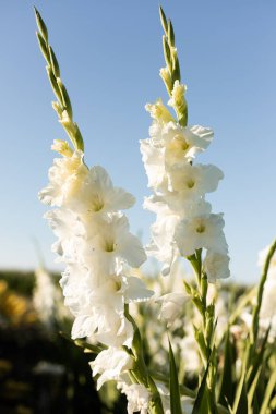 Beyaz gladioli sahada. Büyüyen gladiolus. Satılık Gladiolus. Yüksek kalite fotoğraf