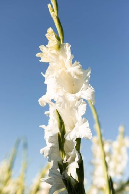 Beyaz gladioli sahada. Büyüyen gladiolus. Satılık Gladiolus. Yüksek kalite fotoğraf