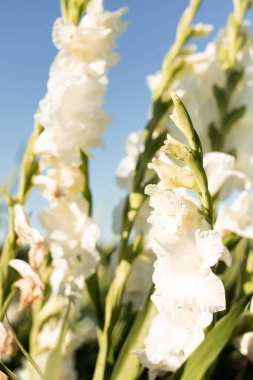 Beyaz gladioli sahada. Büyüyen gladiolus. Satılık Gladiolus. Yüksek kalite fotoğraf