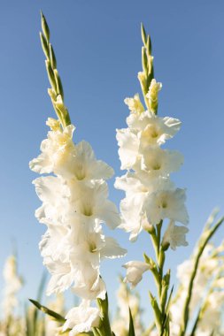 Mavi gökyüzüne karşı beyaz gladioli. Tarlada satılık gladioli yetiştiriyorum. Yüksek kalite fotoğraf