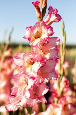 Pembe gladioli sahada. Satılık gladioli yetiştiriyorum. Çiçekler Tarlası. Yüksek kalite fotoğraf