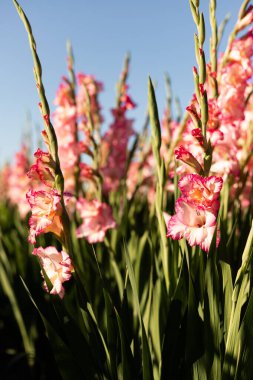 Pembe gladioli sahada. Satılık gladioli yetiştiriyorum. Çiçekler Tarlası. Yüksek kalite fotoğraf