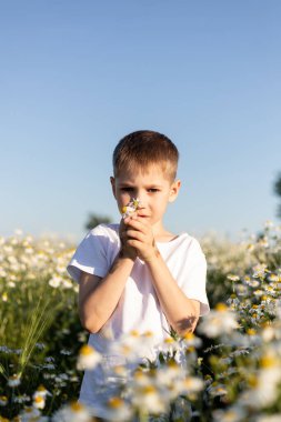 Papatya yaprakları. Şifalı bitkiler koleksiyonu. Papatya çayı, sağlık sigortası. Yüksek kalite fotoğraf