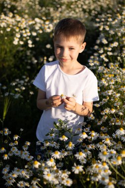 Papatya yaprakları. Şifalı bitkiler koleksiyonu. Papatya çayı, sağlık sigortası. Yüksek kalite fotoğraf
