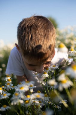 Papatya yaprakları. Şifalı bitkiler koleksiyonu. Papatya çayı, sağlık sigortası. Yüksek kalite fotoğraf