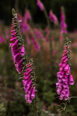 Çiçek açan çayır. Mor kır çiçekleri. Çevresel koruma. Doğa Koruma Alanı. Yüksek kalite fotoğraf