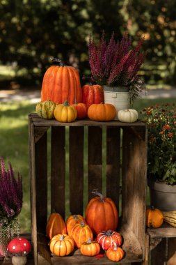 Farklı boyutlarda güzel balkabakları yerde yatar. Toplanıyoruz. Balkabağı festivali. Yüksek kalite fotoğraf