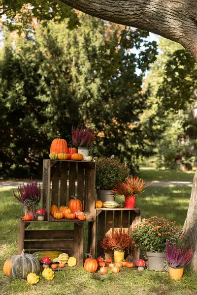 Farklı boyutlarda güzel balkabakları yerde yatar. Toplanıyoruz. Balkabağı festivali. Yüksek kalite fotoğraf